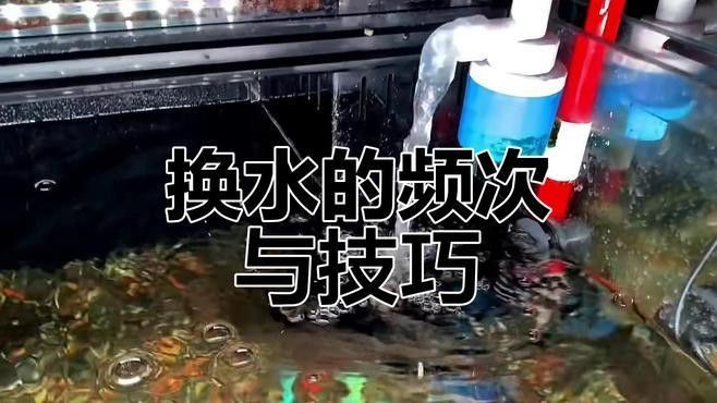 紅龍魚和七彩魚混養需要多大的魚缸