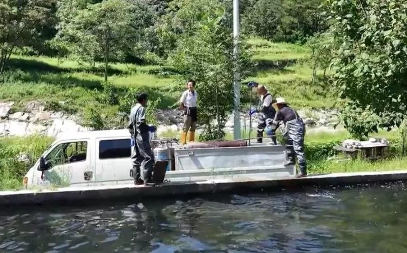 藍田哪個水族館龍魚好？祥龍魚場龍魚
