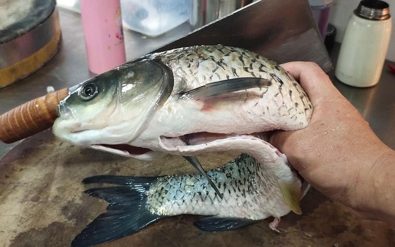 肥坨魚圖片 肥坨魚圖片 觀賞魚百科 第5張