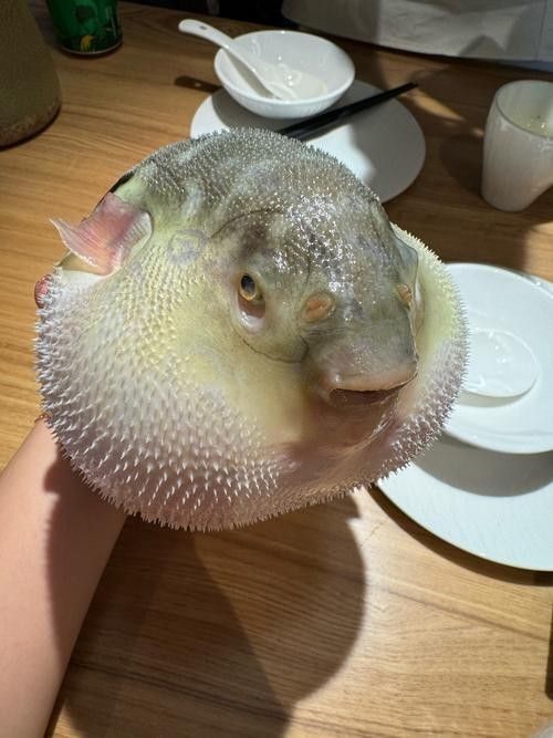 肥坨魚圖片 肥坨魚圖片 觀賞魚百科 第3張