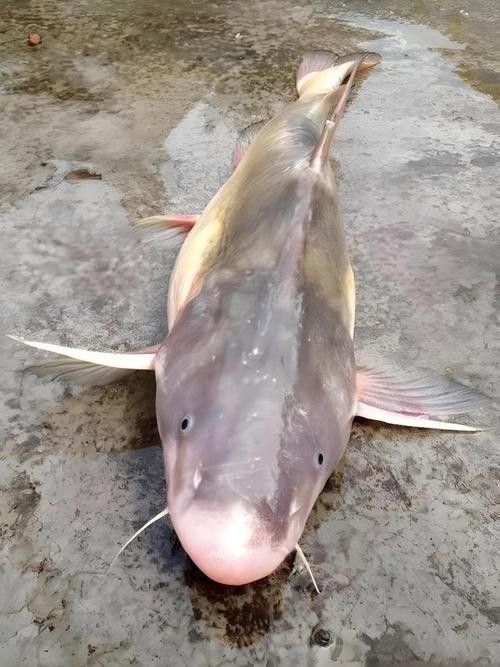 肥坨魚圖片 肥坨魚圖片 觀賞魚百科 第9張