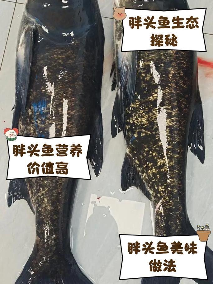 肥坨魚圖片 肥坨魚圖片 觀賞魚百科 第8張