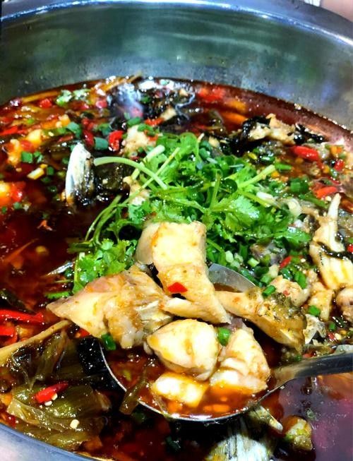 肥坨魚圖片 肥坨魚圖片 觀賞魚百科 第17張