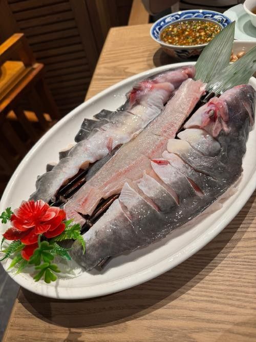 肥坨魚圖片 肥坨魚圖片 觀賞魚百科 第13張