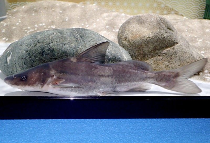 肥坨魚圖片 肥坨魚圖片 觀賞魚百科 第19張