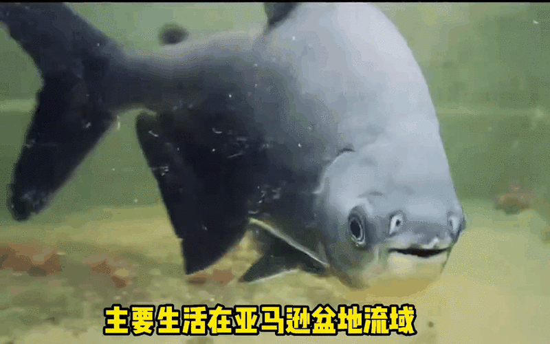 麥肯斯銀版魚
