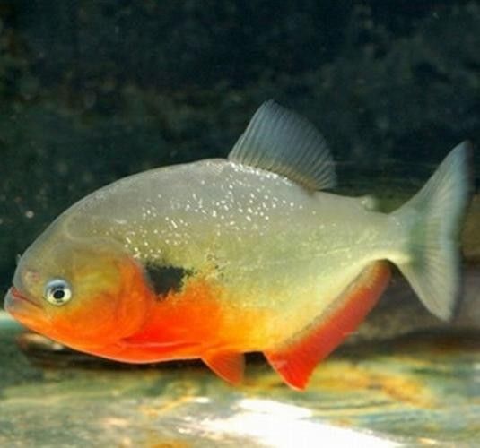麥肯斯銀版魚