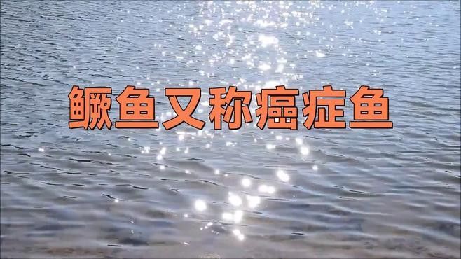 金桂魚又稱癌癥魚（金桂魚為什么叫癌魚）