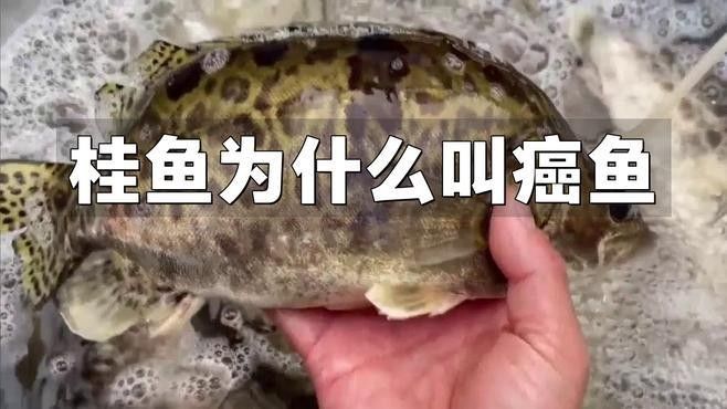 金桂魚又稱癌癥魚（金桂魚為什么叫癌魚）