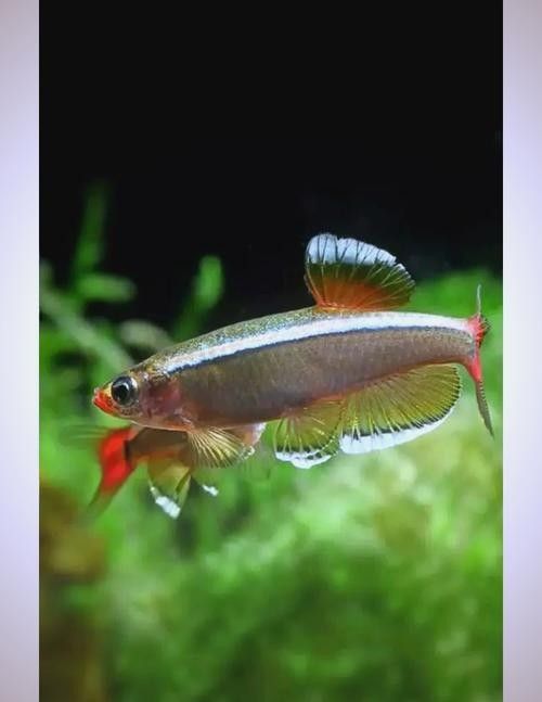 水族品牌