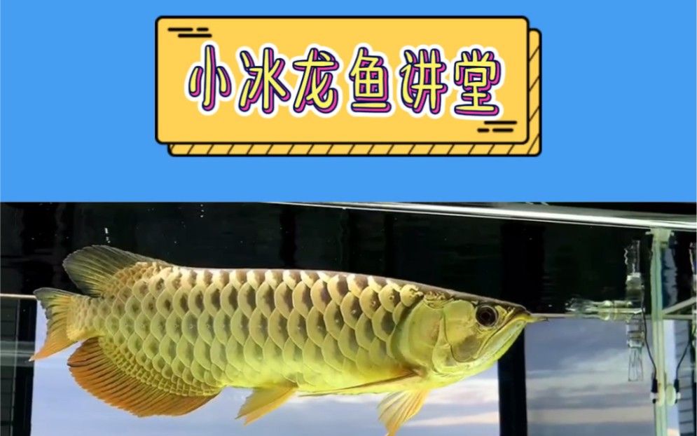 河池紅龍魚屬于什么檔次