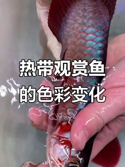 哪里可以找到白玉紅龍魚的圖片