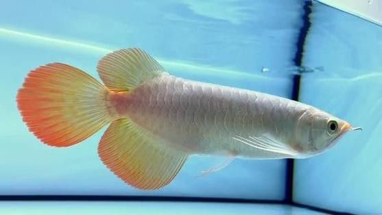 哪里可以找到白玉紅龍魚的圖片