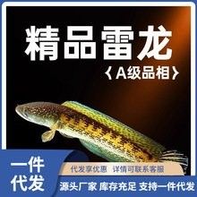 哪里可以找到白玉紅龍魚的圖片