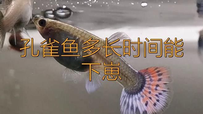 招財(cái)貓混養(yǎng)有哪些禁忌搭配，招財(cái)貓混養(yǎng)需要多大空間