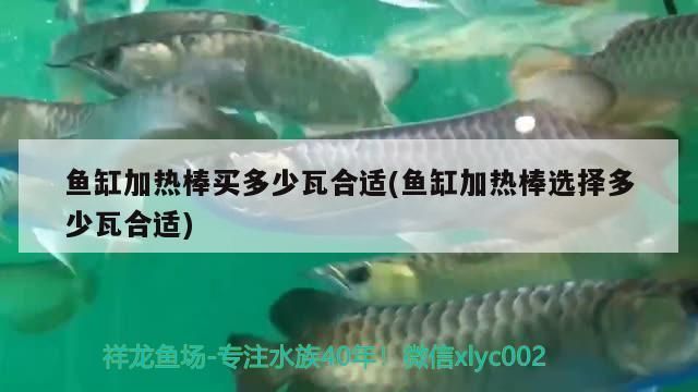 金龍魚級(jí)別：關(guān)于金龍魚的幾個(gè)疑問