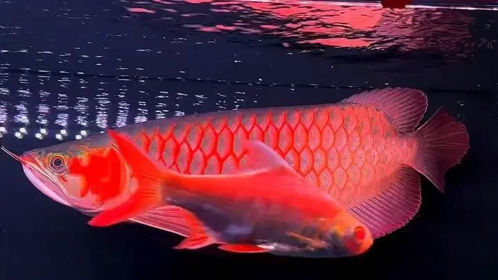 汾西哪個水族館龍魚好？祥龍魚場龍魚