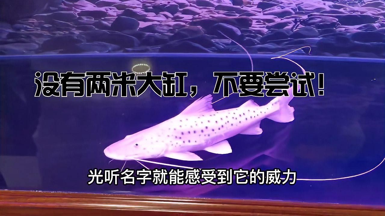 撒旦鴨嘴魚(yú)