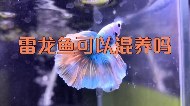 哪些雷龍品種可以和招財貓混養？（混養雷龍魚的注意事項）