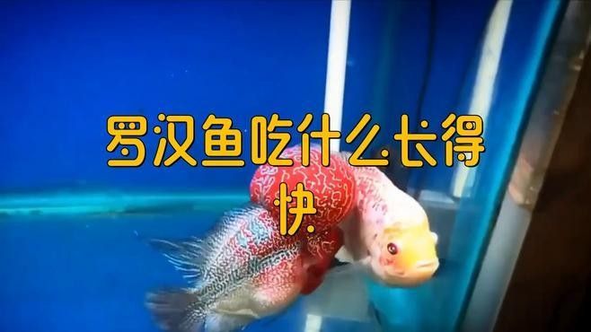 羅漢魚多久喂一次？
