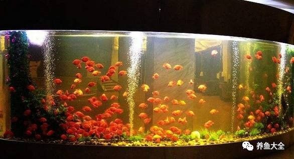 如何清洗和更換龍魚過濾材料