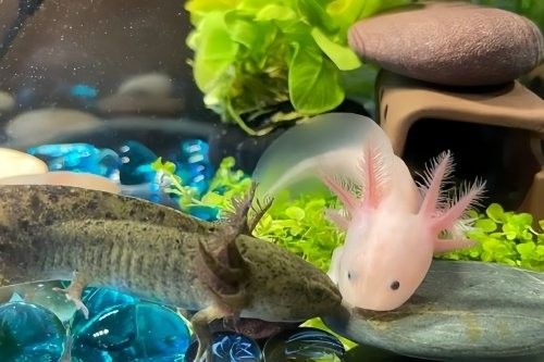 六角恐龍繁殖需要哪些設備（六角恐龍怎么養最全養殖方法六角恐龍魚怎么養最全養殖方法）