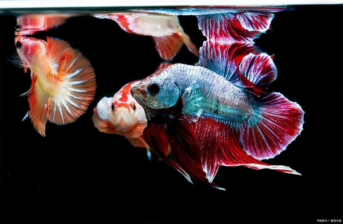 如何預防龍魚爛鰭感染？