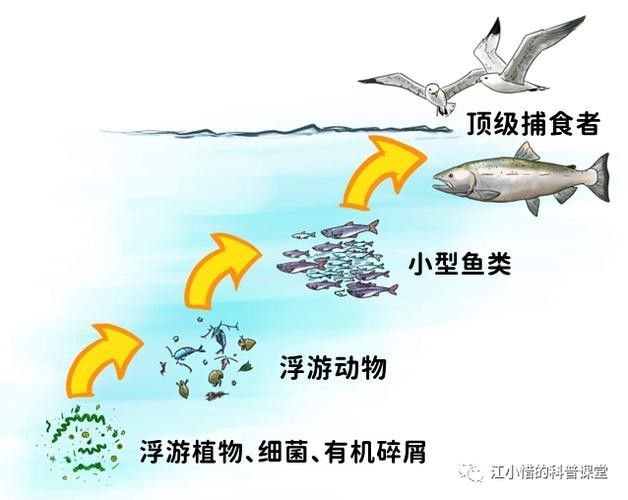 如何減少雷龍魚之間的爭(zhēng)斗？