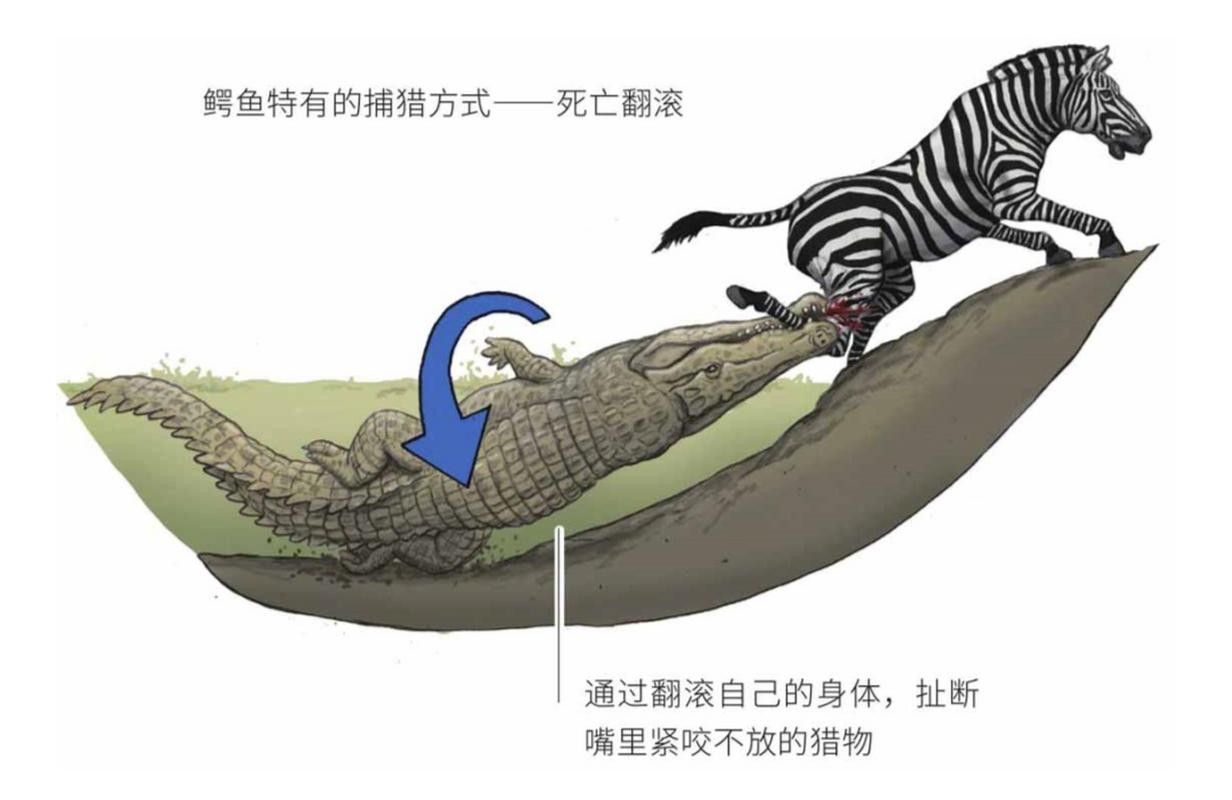 如何減少雷龍魚之間的爭(zhēng)斗？