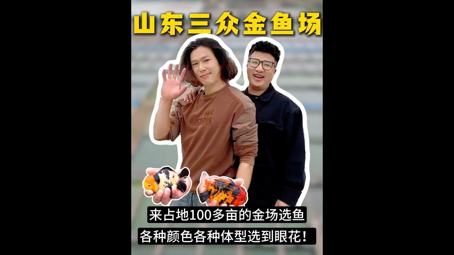 山東淄博金魚養殖基地（山東淄博金魚養殖基地位于中國山東省淄博市周村區王村鎮寧家村）