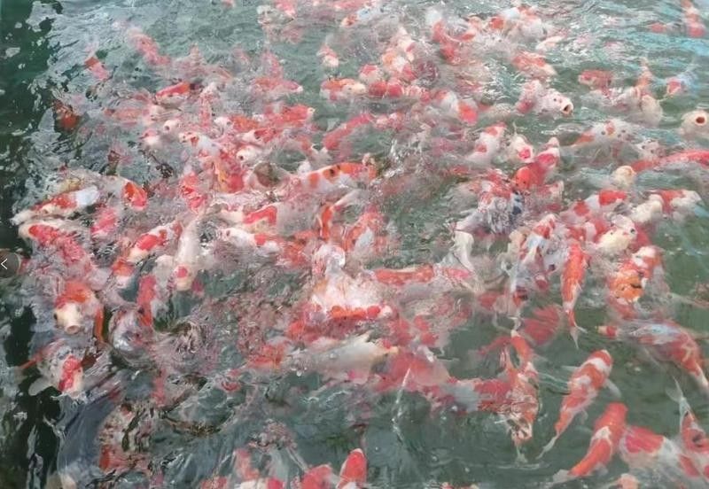 山東淄博金魚養殖基地（山東淄博金魚養殖基地位于中國山東省淄博市周村區王村鎮寧家村）