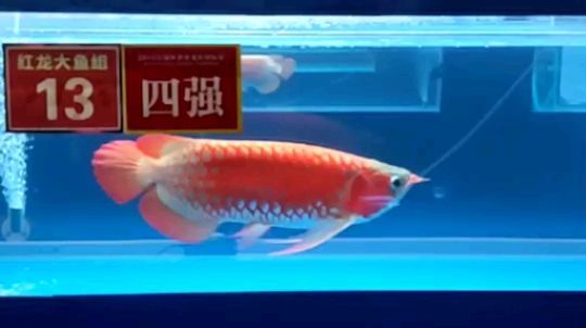 長城杯紅龍冠軍（長城杯紅龍冠軍評論）