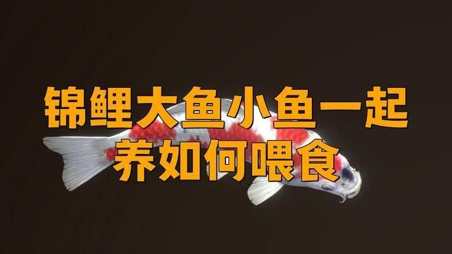 混養時應該如何喂食？
