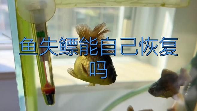金龍魚翹尾會自愈嗎？（金龍魚翹尾會自愈嗎）