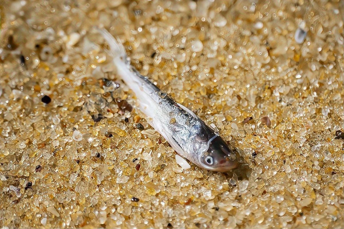 金龍魚翹尾會自愈嗎？（金龍魚翹尾會自愈嗎）