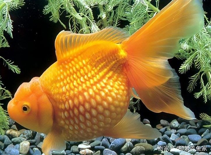 紅雷龍魚繁殖后如何護理？