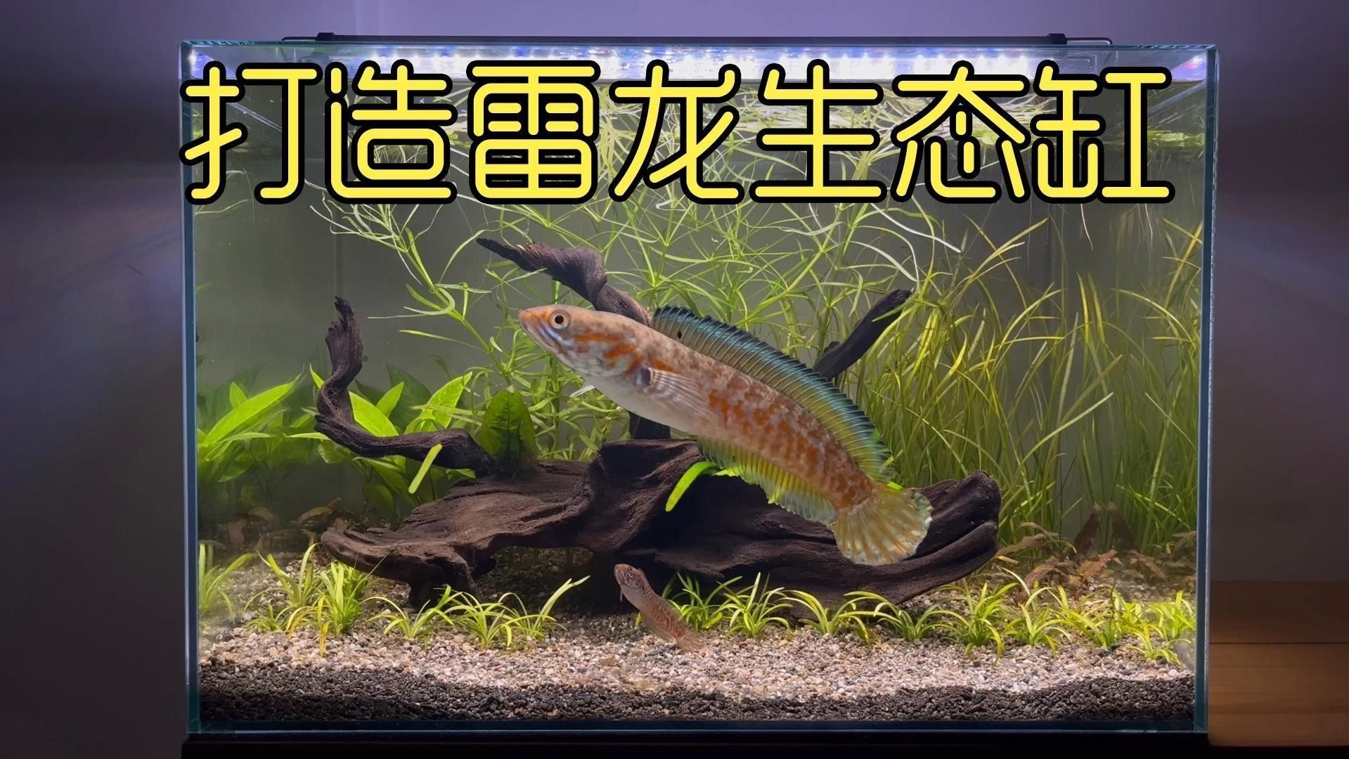 紅雷龍魚繁殖后如何護理？