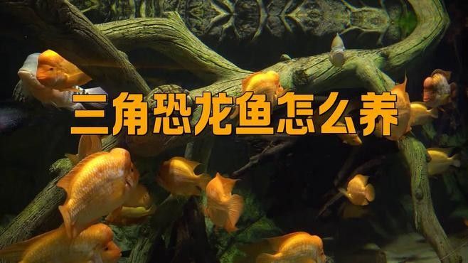 三角恐龍魚怎么養好（三角恐龍魚怎么養）