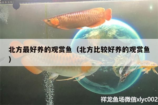 北方最好養(yǎng)的觀賞魚（北方比較好養(yǎng)的觀賞魚）