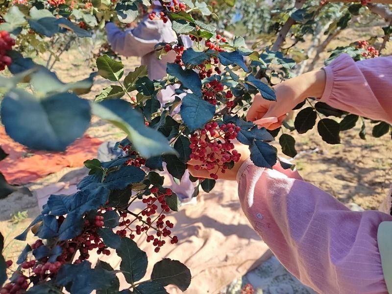 如何降低辣椒紅龍的繁殖難度（如何降低辣椒紅龍的繁殖難度實現高產穩產穩產穩產）
