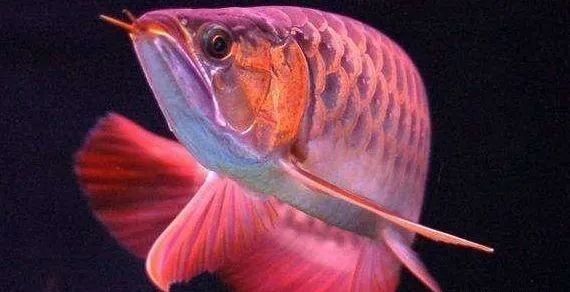 龍魚蒙眼多久會死？（觀賞魚蒙眼怎么辦魚缸觀賞魚蒙眼治療預防全攻略）