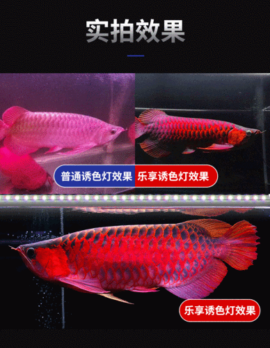 能推薦一些動(dòng)態(tài)金龍魚壁紙嗎？（動(dòng)態(tài)金龍魚壁紙可以下載動(dòng)態(tài)金龍魚壁紙）