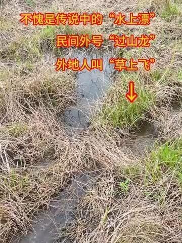 過山龍魚（“過山龍”與“過山龍”并非同一物種網友呼吁放生走進客家過背龍）