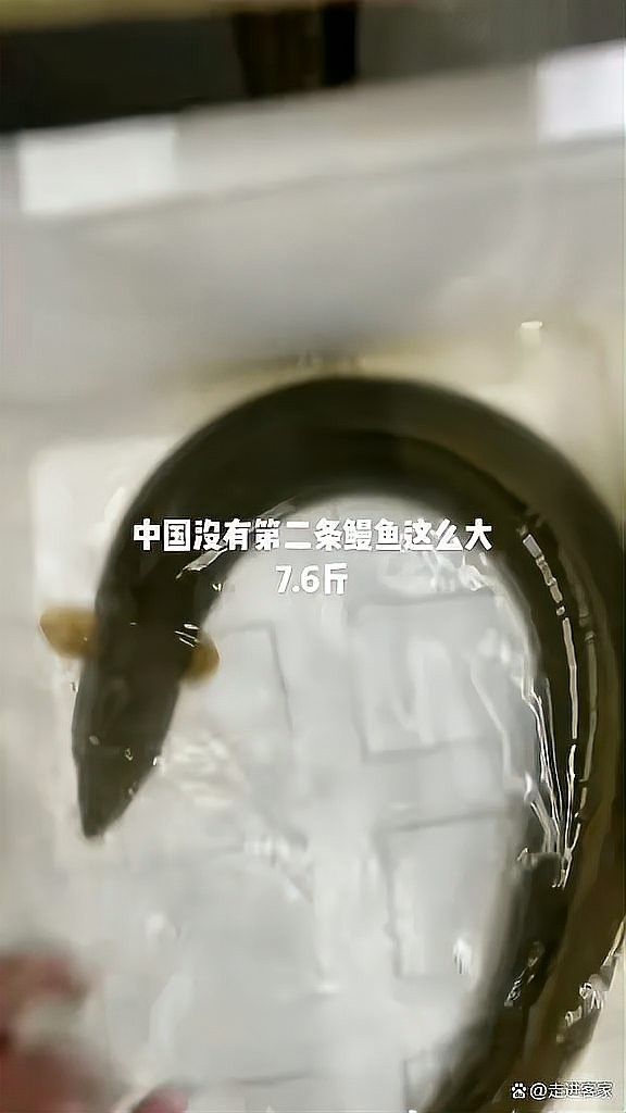 過山龍魚（“過山龍”與“過山龍”并非同一物種網友呼吁放生走進客家過背龍）