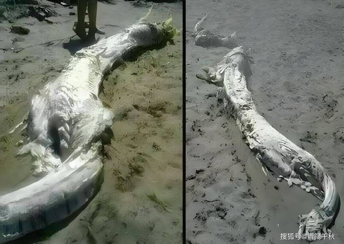 給我一些龍魚掉眼的案例圖片