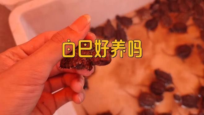 白化巴西龜（白巴），祥龍魚場（關于白化巴西龜的飼養要點和注意事項）