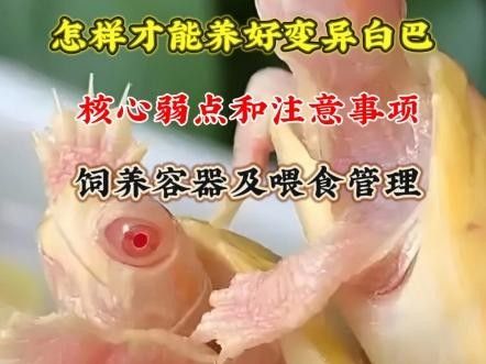 白化巴西龜（白巴），祥龍魚場（關于白化巴西龜的飼養要點和注意事項）