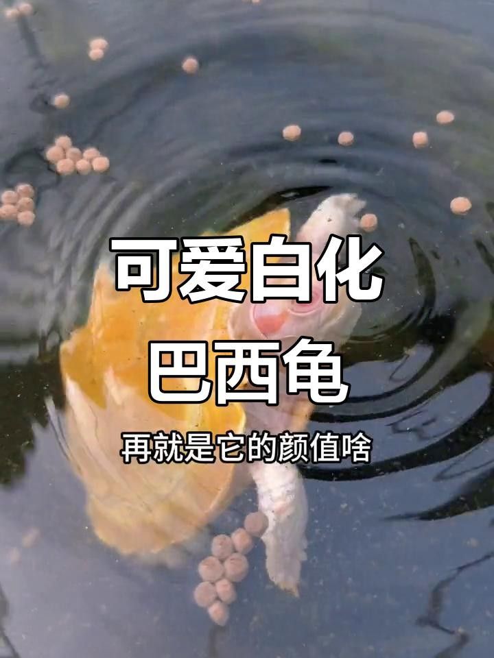 白化巴西龜（白巴），祥龍魚場（關于白化巴西龜的飼養要點和注意事項）