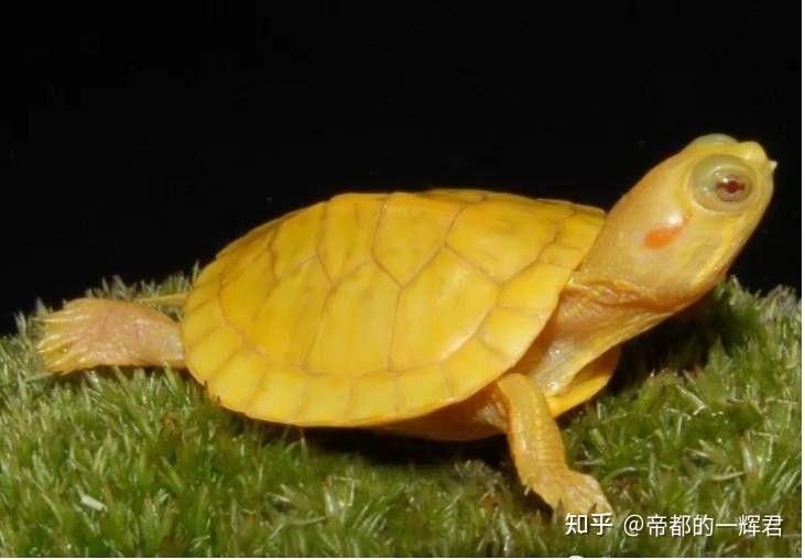 白化巴西龜（白巴），祥龍魚場（關于白化巴西龜的飼養要點和注意事項）