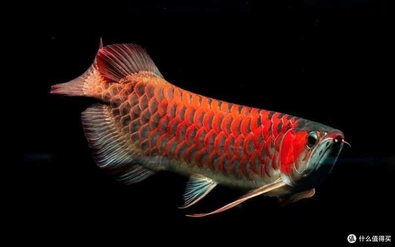 25公分龍魚喂什么（25公分龍魚應該吃什么食物最好？）